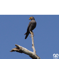 گونه شاهین دودی Sooty Falcon